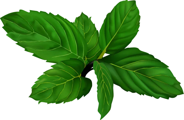 Green Basil Leaves PNG Transparent Background