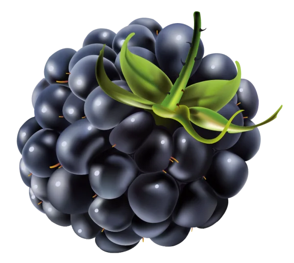 Blackberry Fruit PNG Transparent Background