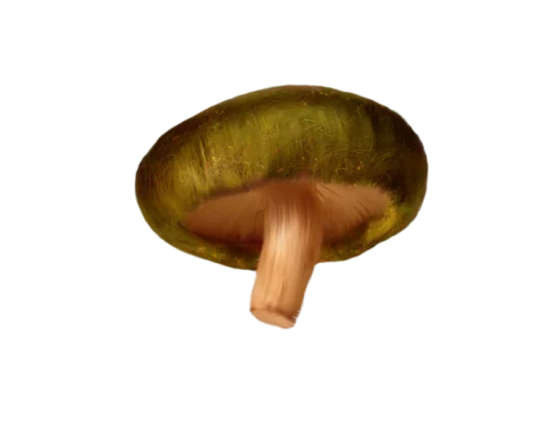 Green Cap Mushroom PNG Transparent Background