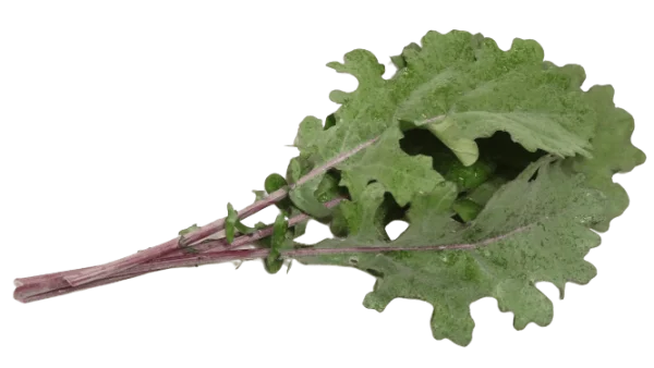 Fresh Kale Leaves PNG Transparent Background