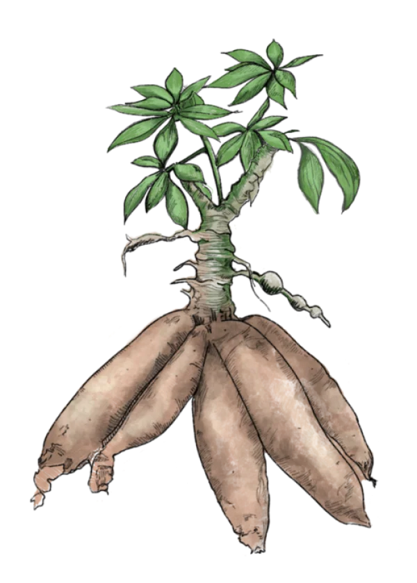 Illustrated Cassava Plant with Roots PNG