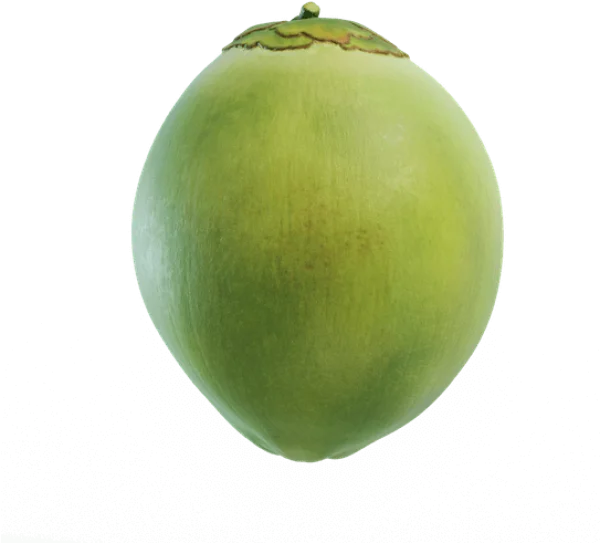 Young Green Coconut PNG Transparent Background