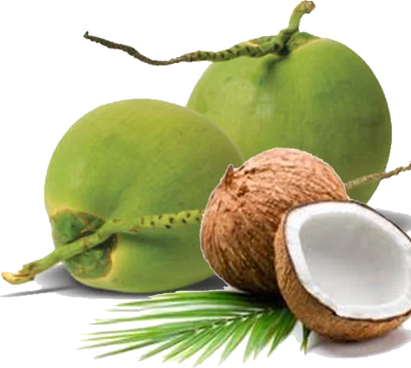 Fresh Coconuts and Palm Leaf PNG Transparent Background