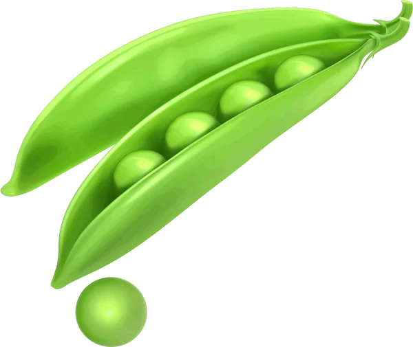 Green Pea Pod with Peas PNG Transparent Background