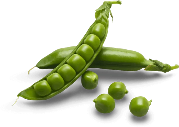 Fresh Green Peas Pods PNG Transparent Background
