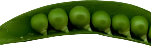 Green Peas in Pod PNG Transparent Background