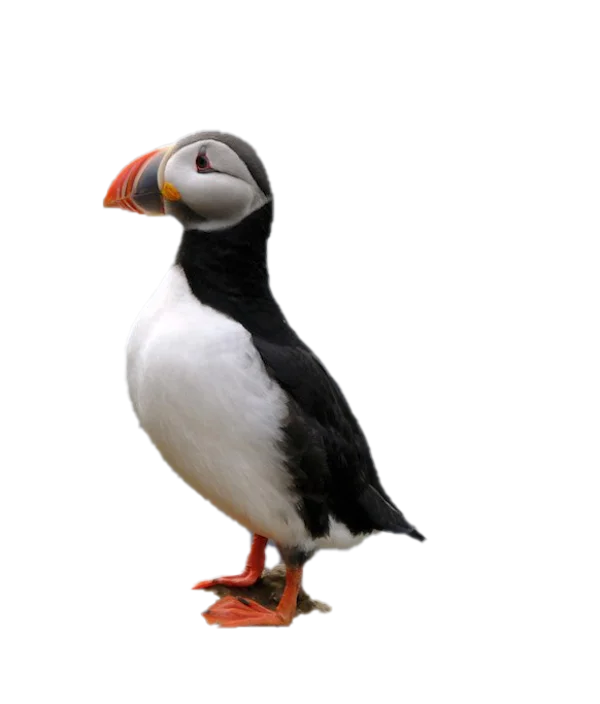 Atlantic Puffin Bird Transparent PNG