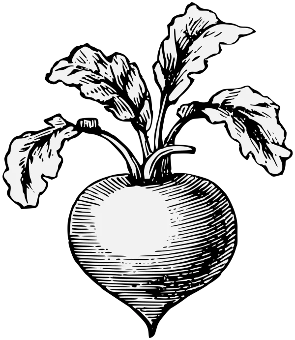 Beetroot Woodcut Illustration PNG Transparent Background