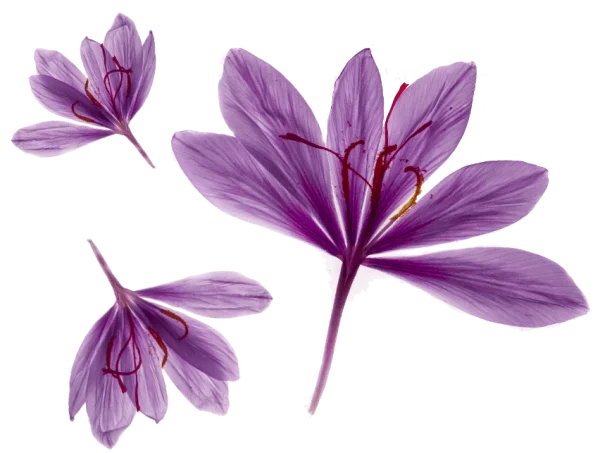 Saffron Flowers PNG Transparent Background