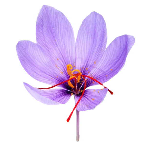 Purple Saffron Flower Transparent PNG
