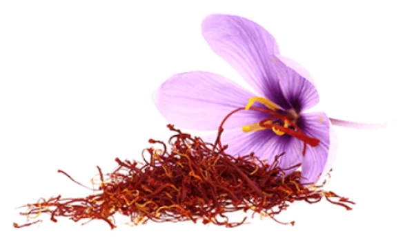 Saffron Flower and Threads PNG Transparent Background