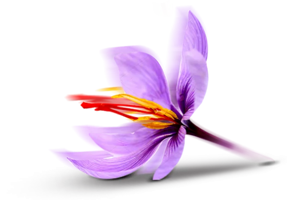 Saffron Flower PNG Transparent Background