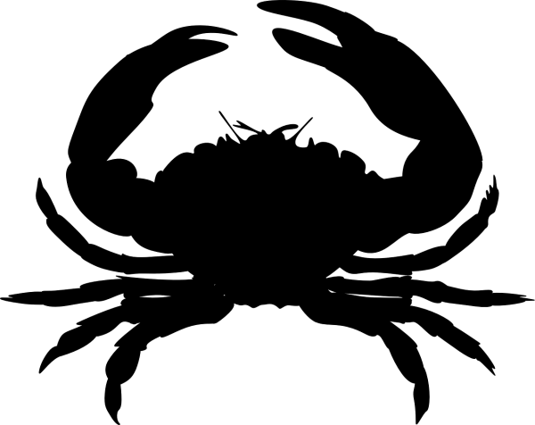 Blank Transparent PNG Image