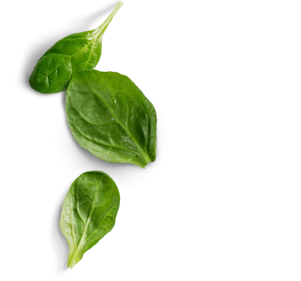 Spinach Leaves PNG Transparent Background
