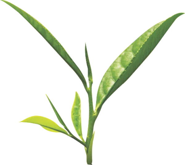 Fresh Green Tea Leaves Sprout PNG