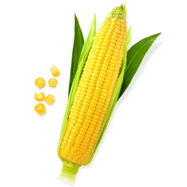 Fresh Corn on the Cob with Kernels PNG Transparent