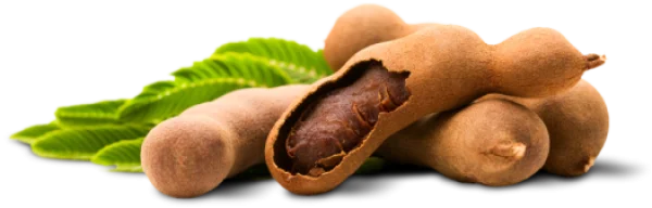 Fresh Tamarind Fruit with Leaves PNG Transparent Background