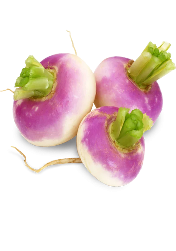 Fresh Turnips PNG Transparent Background