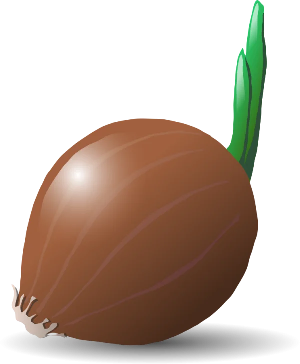 Sprouted Onion PNG Transparent Background