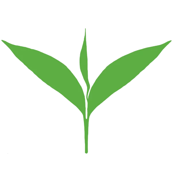 Green Tea Leaves Sprout PNG Transparent