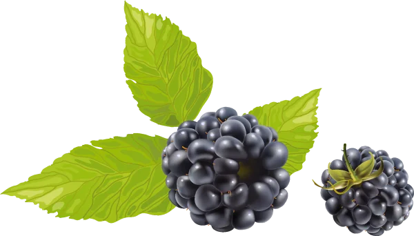 Realistic Blackberries with Leaves PNG