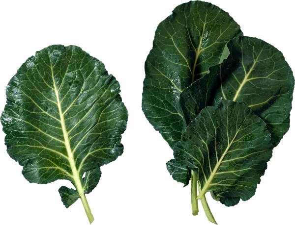 Fresh Collard Greens Leaves PNG Transparent