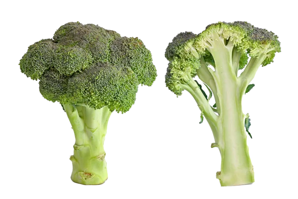 Fresh Broccoli Head and Stem Transparent PNG
