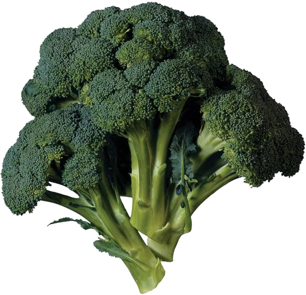 Fresh Broccoli PNG Transparent Background