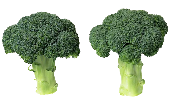 Two Fresh Broccoli Florets PNG Transparent Background