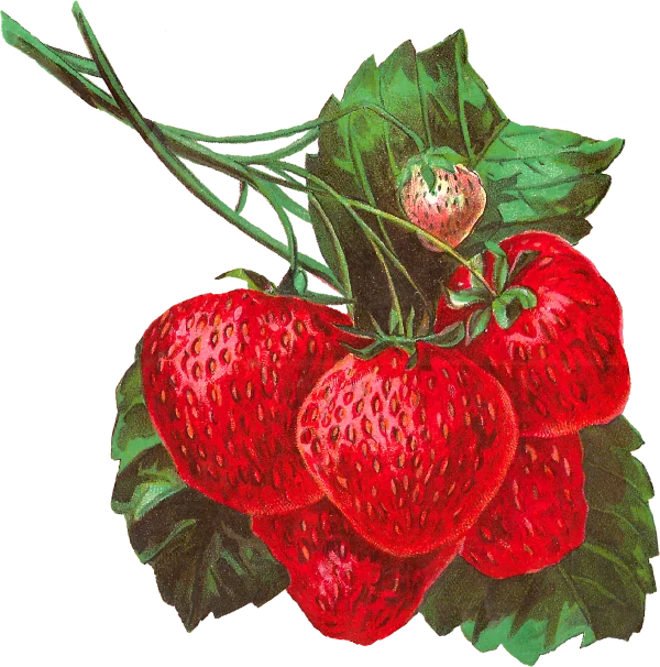 Vintage Strawberry Cluster PNG Transparent Background