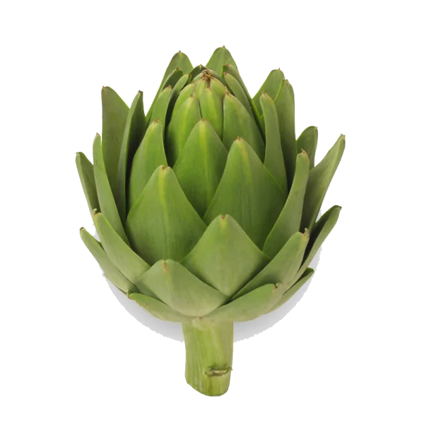 Fresh Green Artichoke PNG Transparent Background