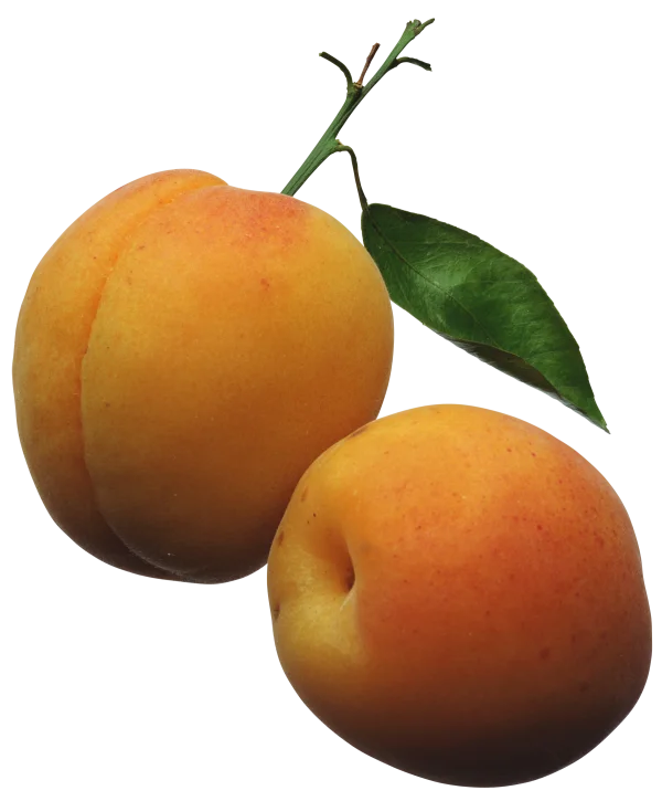 Fresh Apricots with Stem and Leaf PNG