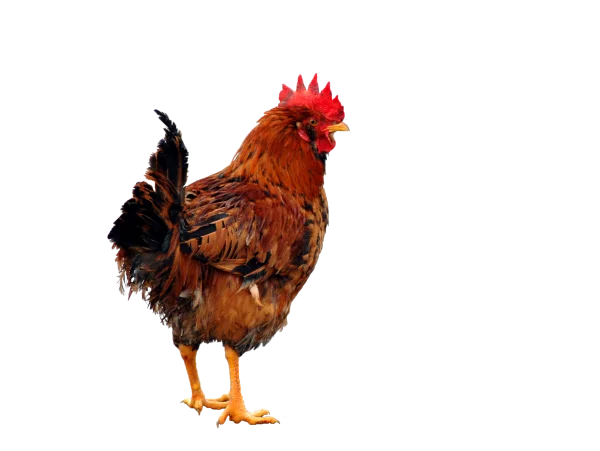 Brown Rooster PNG Transparent Background