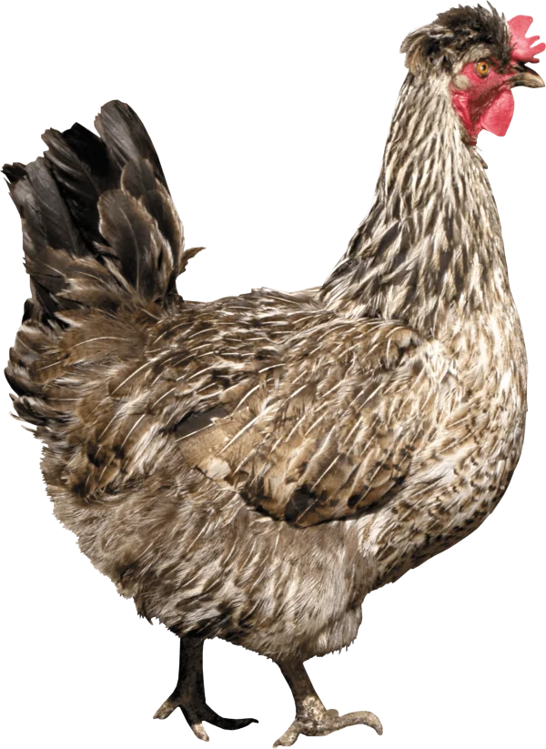 Brown Speckled Chicken PNG Transparent Background
