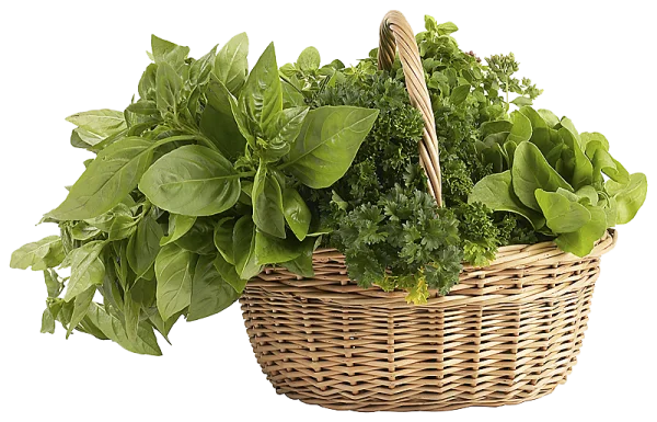 Basket of Fresh Green Herbs PNG Transparent Background