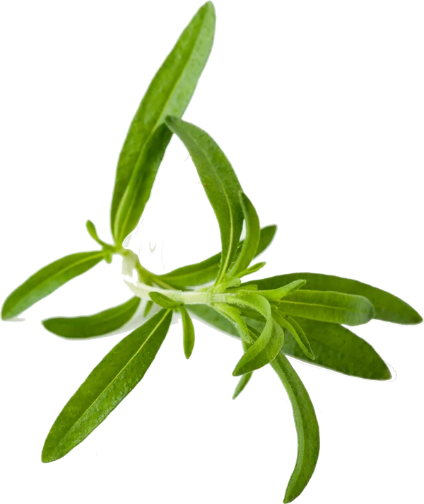 Fresh Green Herb Sprig PNG Transparent