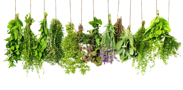 Hanging Fresh Culinary Herbs PNG Transparent Background