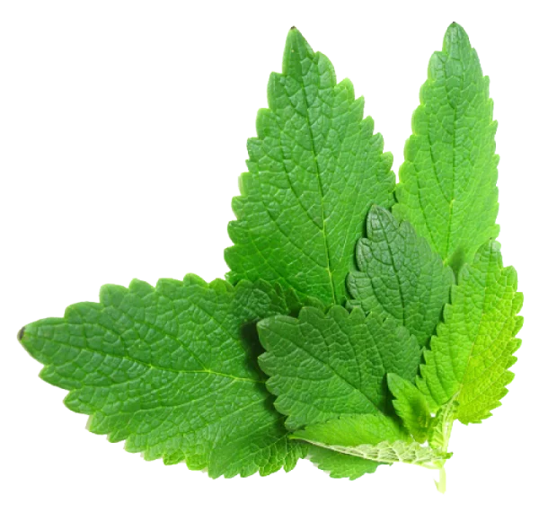 Green Mint Leaves PNG Transparent Background