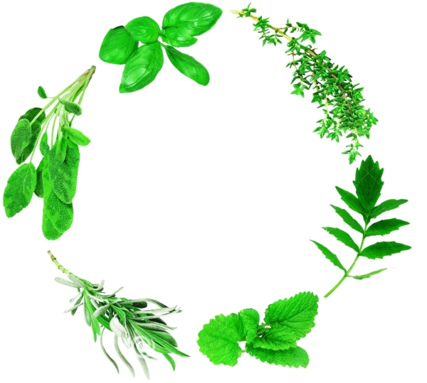Fresh Herbs Circular Frame PNG Transparent Background