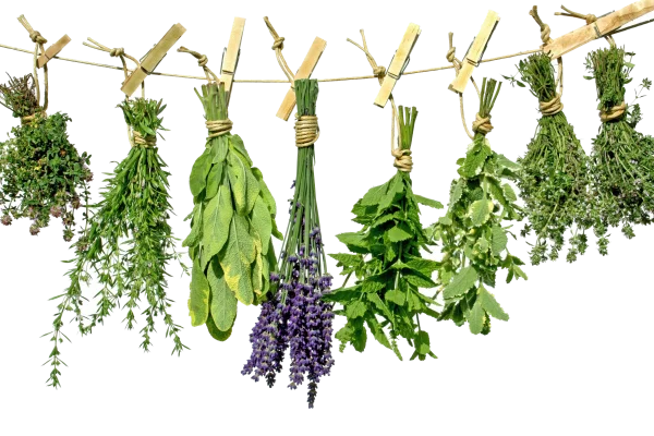 Bundles of Drying Fresh Herbs PNG Transparent Background