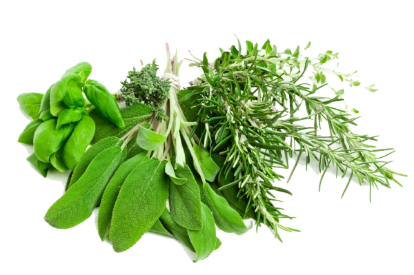 Fresh Herbs Bundle PNG Transparent Background