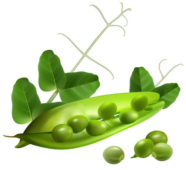 Fresh Green Pea Pod and Peas PNG Transparent