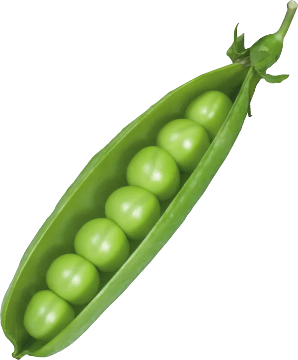 Open Pea Pod with Fresh Green Peas PNG