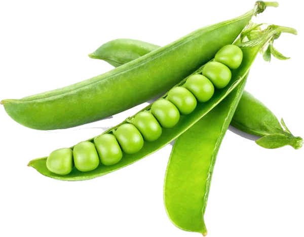 Fresh Green Pea Pods PNG Transparent Background