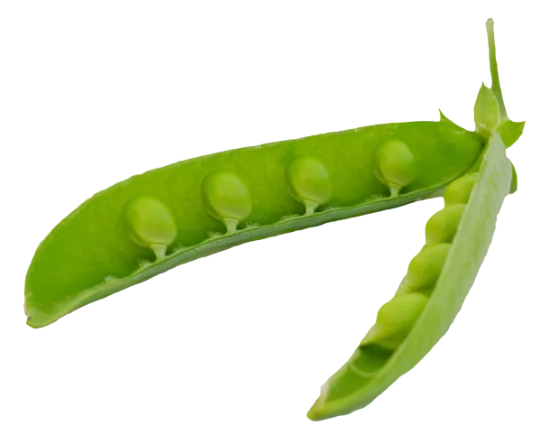Open Green Pea Pod PNG Transparent Background