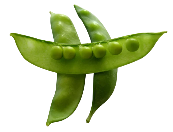 Fresh Green Peas in Pod PNG Transparent Background
