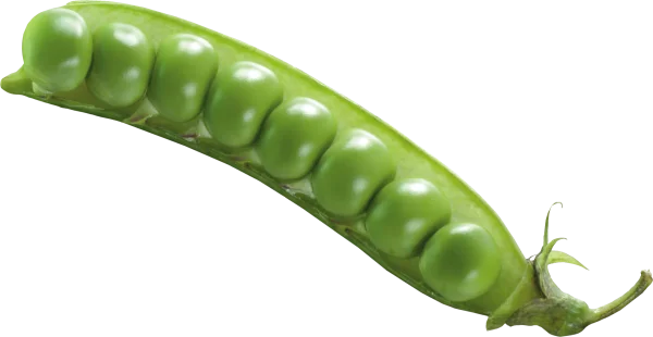 Fresh Green Peas in Pod PNG