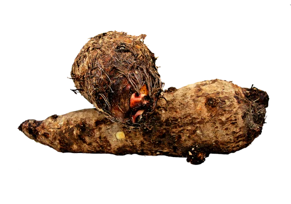 Raw Taro Root PNG Transparent Background