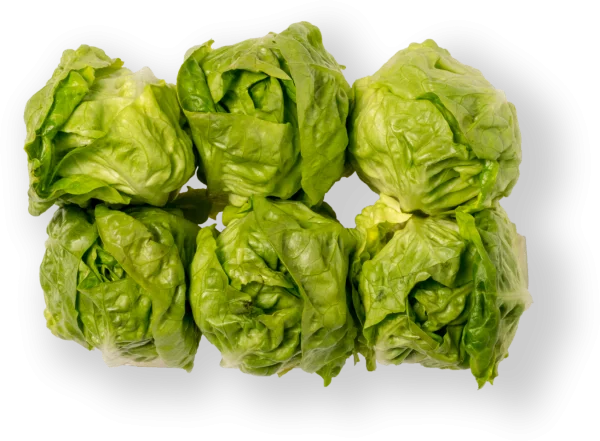 Six Green Lettuce Heads PNG Transparent Background