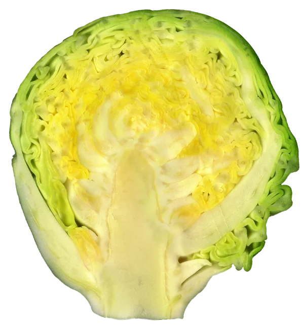 Fresh Cabbage Half PNG Transparent Background